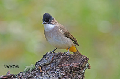 Brown-Breasted Bulbul
