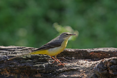 Yellow Wagtail