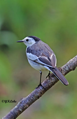 White wagtail