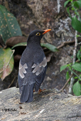 Grey-winged Blackbird (Male)
