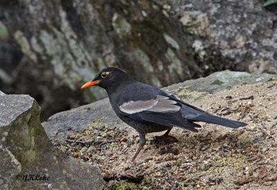 Grey-winged Blackbird (Male)
