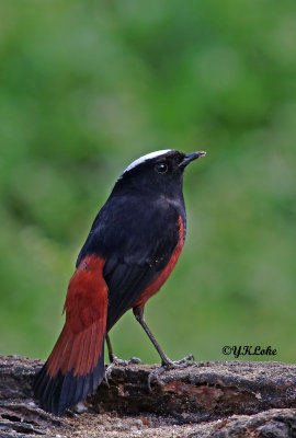 White-capped Redstart (Male)