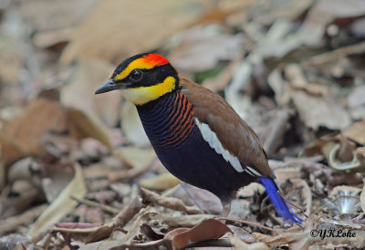 Banded Pitta (Male & Female)
