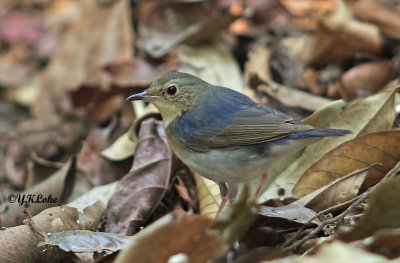 Siberian Blue Robin (Male)