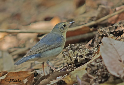 Siberian Blue Robin (male)