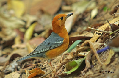 Orange-headed Thrush (Male)