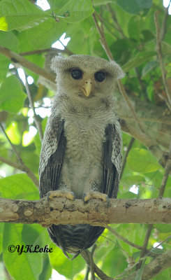 Barred Eagle Owl (Juvenile)