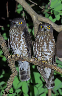 Brown Boobook (Male & Female)