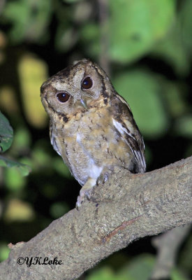 Collared Scops Owl (Juvenile)