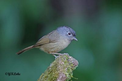 Mountain Fulvetta