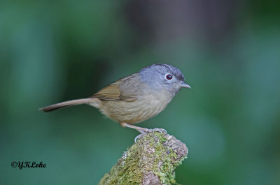 Mountain Fulvetta