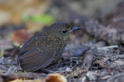 Pygmy Wren Babbler