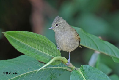 Yellow-browed Tit