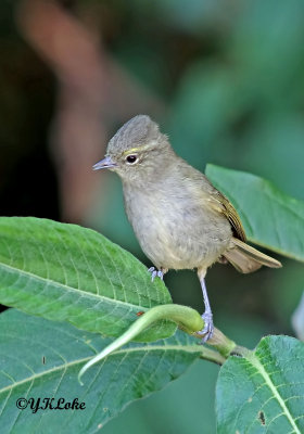 Yellow-browed Tit