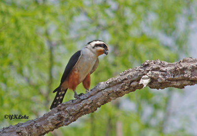 Collared Falconet
