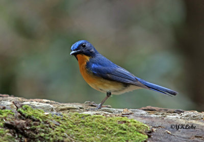 Hill Blue Flycatcher (Male & Female)