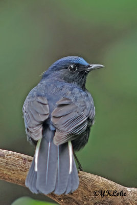 White-tailed Robin (Male)