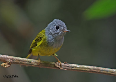 Grey-headed Canary Flycatcher