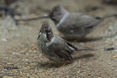 Burmese Yuhina