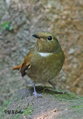 Small Niltava (Female)
