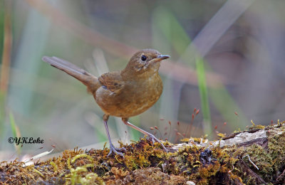 White-bellied Redstart (Female)
