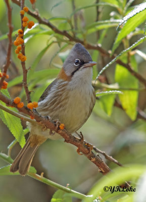 Whiskered Yuhina.