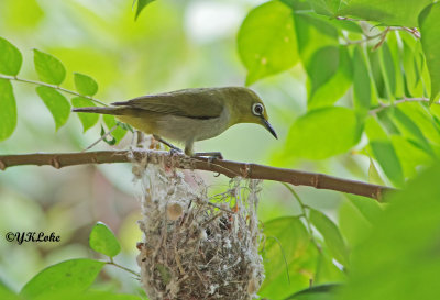 Oriental White-eye nesting, May 2014.  