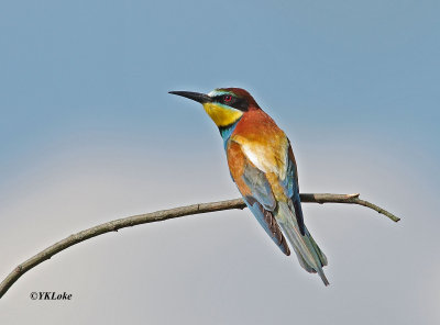 European Bee-eater