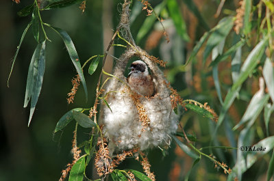 Eurasian penduline Tit (Nesting)
