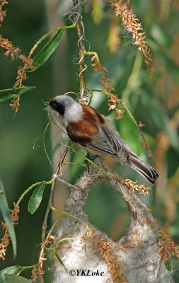 Eurasian penduline Tit (Nesting)