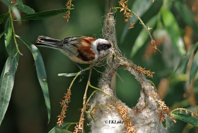 Eurasian Penduline Tit (Nesting)