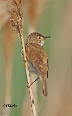 Reed Warbler.