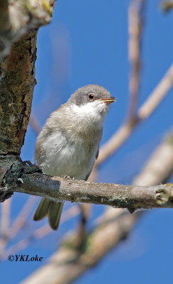 Eastern Olivaceous Warbler