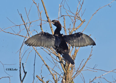 Pygme Cormorant