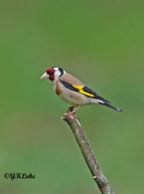 Goldfinch and serin