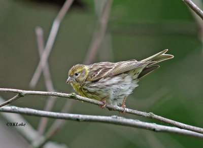 Serin