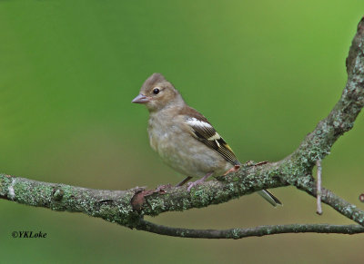 Common Chaffinch (F)