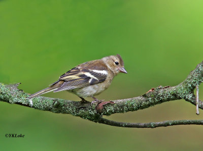 Common Chaffinch (F)