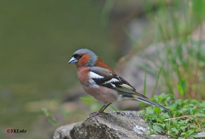 Common Chaffinch (M)