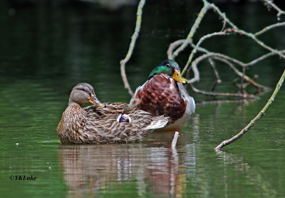 Mallard Duck