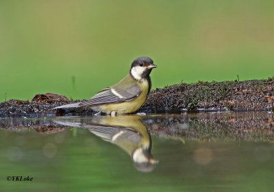 Great Tit