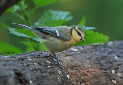 Blue Tit