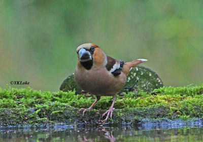 Hawfinch Male and Female