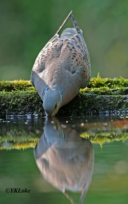 turtle_dove