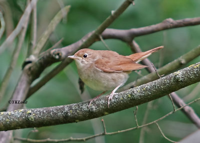 Common Nightingale