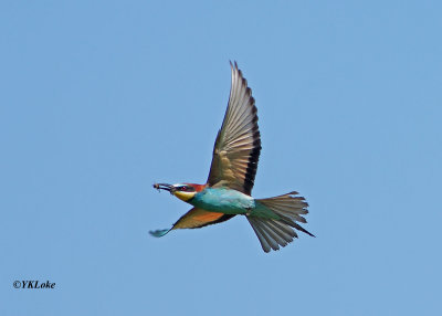 European Bee-eater (BIF)