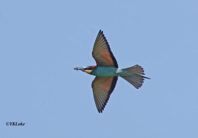 European Bee-eater (BIF)