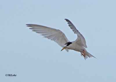 Little Tern (Adult)