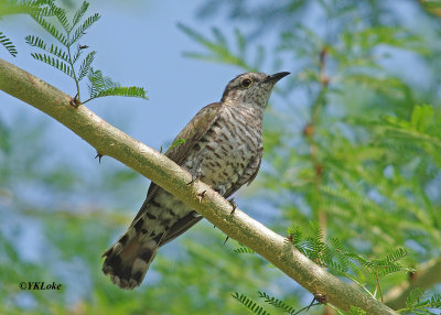 Little Bronze Cuckoo