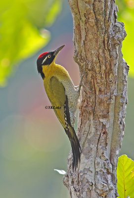Black-headed Woodpecker.